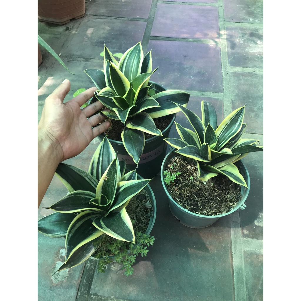 cây lưỡi hổ thái lùn size to nhỏ đầy đủ