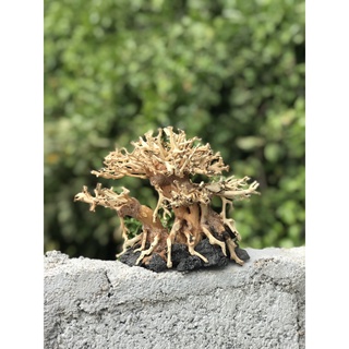 LŨA BONSAI CHO HỒ THỦY SINH  no.08
