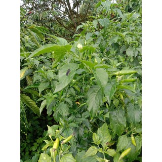 ớt xiêm rừng3kg
