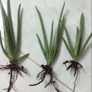 cây nha đam việt nam lá vừa.mua 10 tặng 2