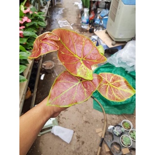 Cây Mon cảnh - Cây Muống Nhật