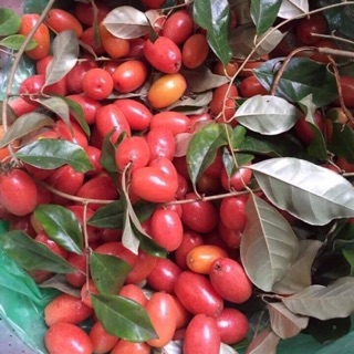 Combo mận chery Lê táo