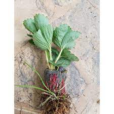 Combo Hạt giống dâu tay và 10 viên nén xơ dừa ươm cây