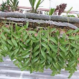 [GIÁ SỐC] TÚI LƯỚI ĐỰNG PHÂN DÊ, PHÂN TAN CHẬM (BÁN THEO MÉT)