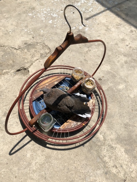 Ngũ cốc trộn 14 loại hạt cho chim cu gáy