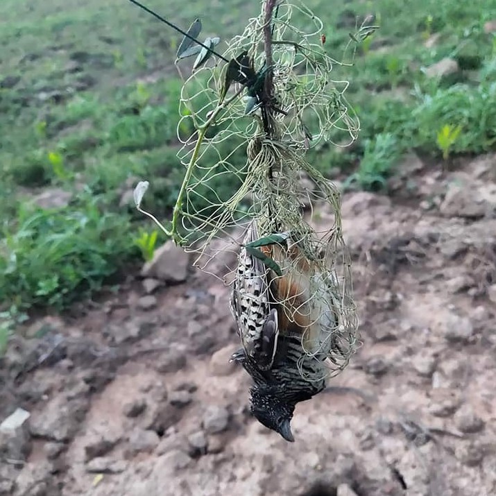 Cung bẫy chim cút