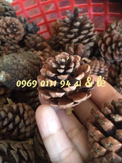 Quả thông cỡ nhỏ 10 quả