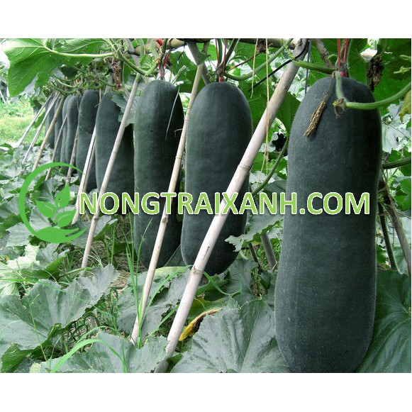 35H - HẠT GIỐNG BÍ XANH KHỔNG LỒ