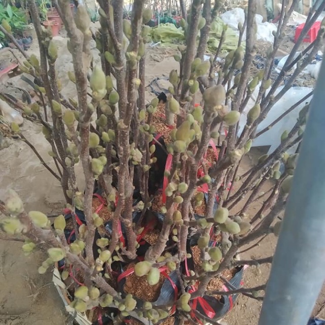 Mộc lan, cây đã có nụ