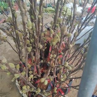 Mộc lan, cây đã có nụ