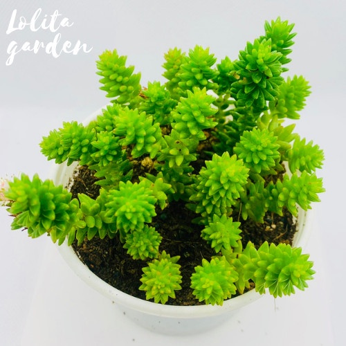 Sen đá sedum rong biển Đà Lạt size trung bình cây cảnh trang trí nhà cửa Lolita garden