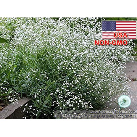 50h Hạt Giống Hoa Baby Breath Lâu Năm Bông Nhỏ (C1.203| B7*V41)