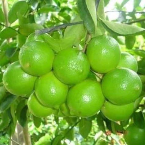 Cây chanh chanh tứ quý, cây chanh bốn mùa, cây đẹp ra quả sau 2 tháng