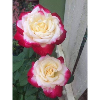 10 gốc hồng đủ màu