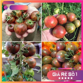 Hạt giống cà chua ZeZa Socola F1 -200H - HGNK
