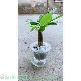 Chậu Kim Ngân Trồng Thuỷ Sinh