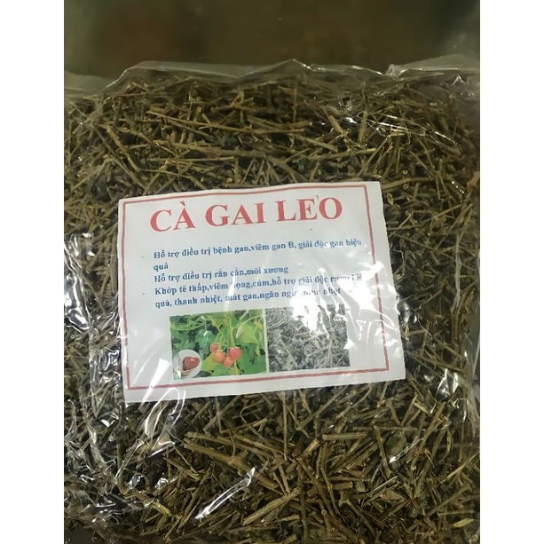 Cà gai leo khô đẩy lùi bệnh gan. Loại túi 1kg