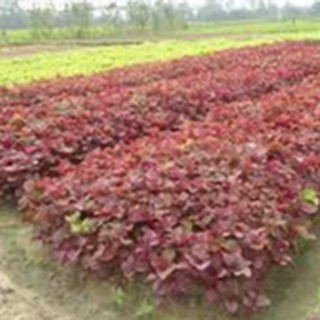 20gram HẠT GIỐNG RAU DỀN ĐỎ