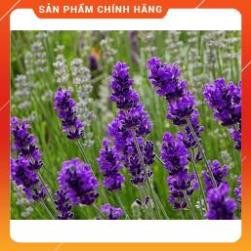 HẠT GIỐNG HOA OẢI HƯƠNG GÓI 100H