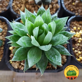 Sen đá kim cương Haworthia đã thuần khí hậu, giá rẻ, dễ chăm