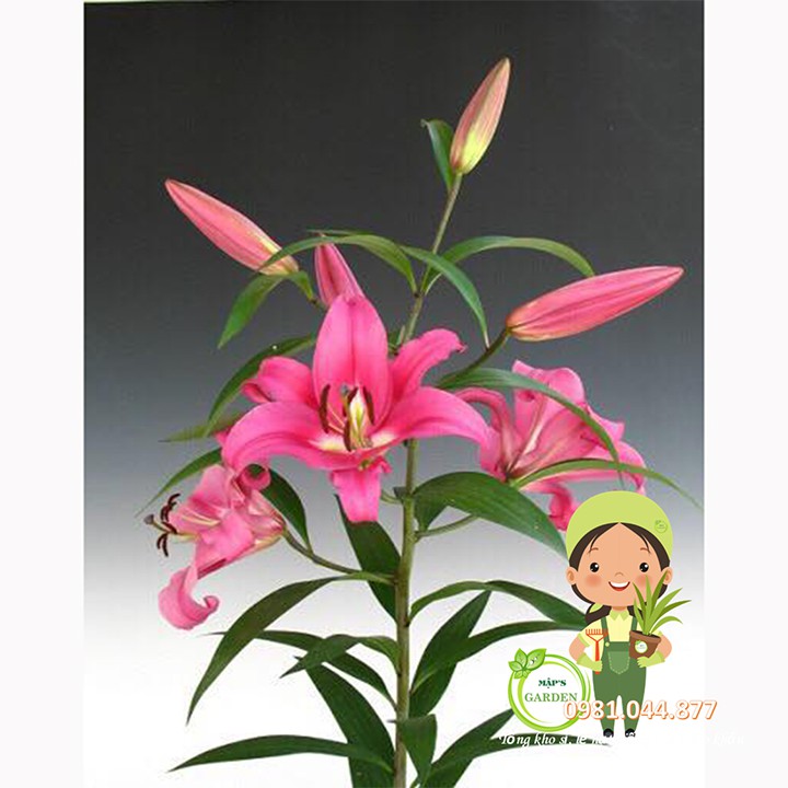 củ giống hoa ly thơm màu hồng size to 5-7 bông/cây