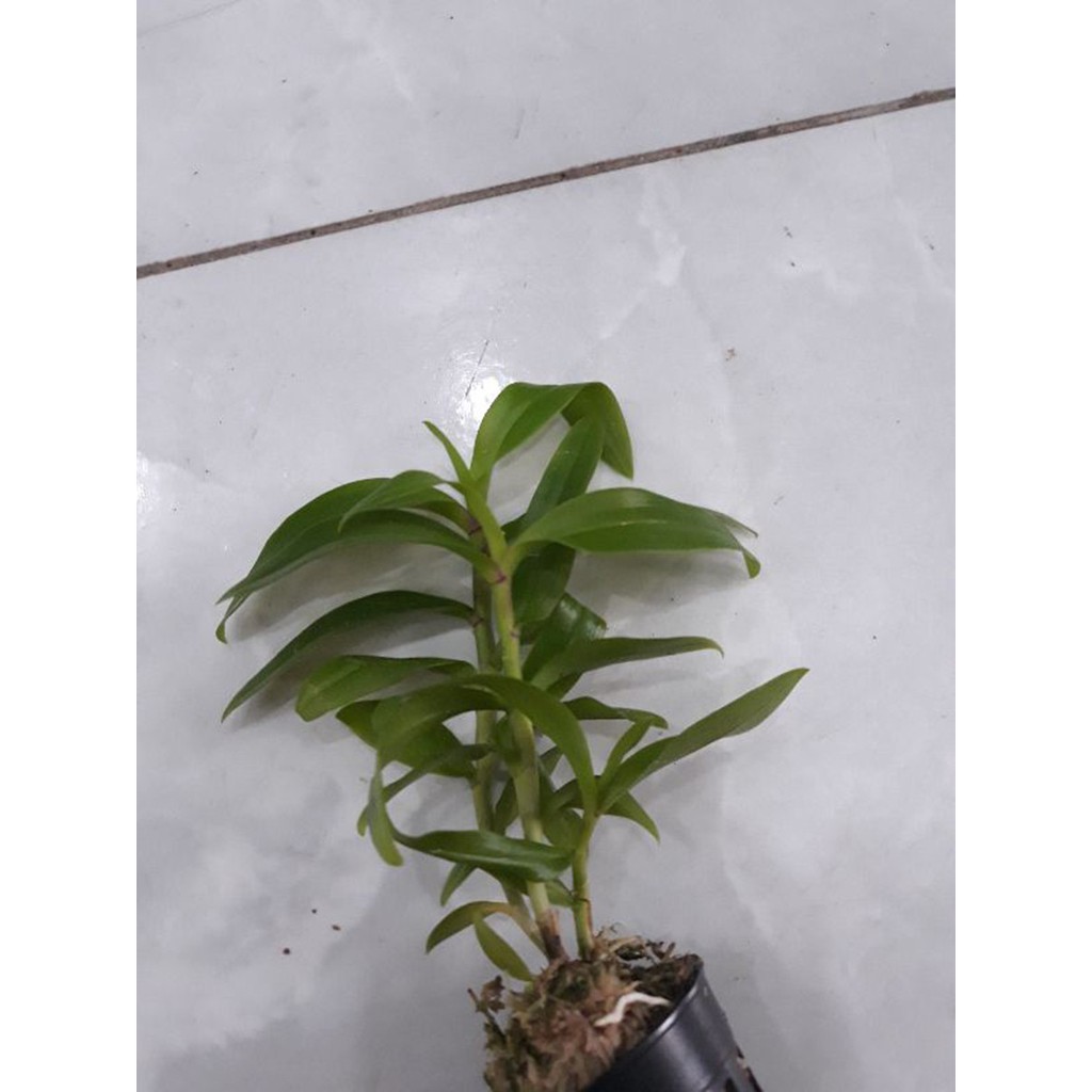 hoa phong lan 5ct họng tím | BigBuy360 - bigbuy360.vn