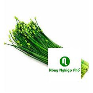 5 GRAM HẠT GIỐNG HẸ BÔNG PHUNONG