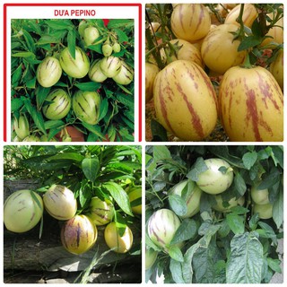 Hạt giống Dưa PEPINO dưa phỉ thúy