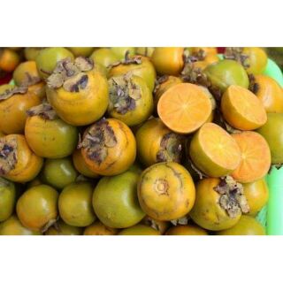 CÂY GIỐNG HỒNG GIÒN KHÔNG HẠT