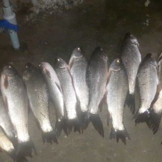 Tinh mùi câu cá hương Hổ ( thơm )