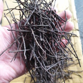 Dớn sợi trồng lan