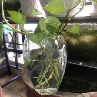 BÌNH BÔNG LỌ HOA,HỒ CÁ MINI,CHẬU CÂY THỦY SINH ĐỂ BÀN MẪU D1(D13cm*H20cm)