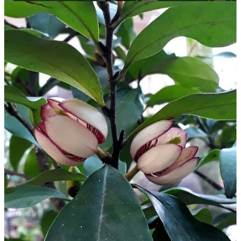 CÂY HOA LAN TIÊU cao trên 80cm