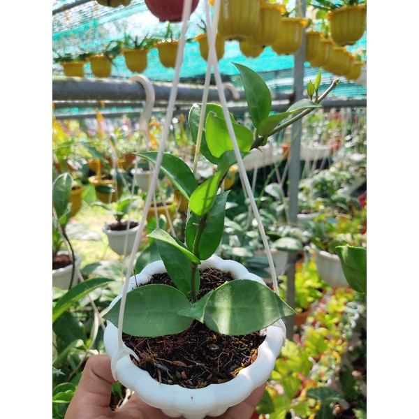 Cẩm cù Hoya Gà Lai