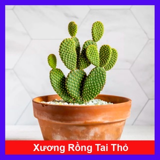 Xương Rồng Tai Thỏ - cây cảnh mini