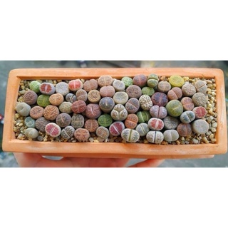 ($ale 50%)Sen Mông-Lithops siêu đẹp (lưu ý gửi từ 5k) mua 10 tặng 1