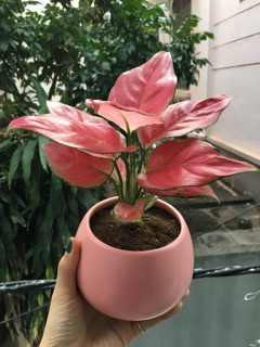 Cây Vạn Lộc