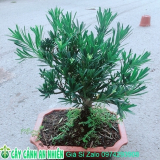 Chậu Tùng Vạn Niên 22cm