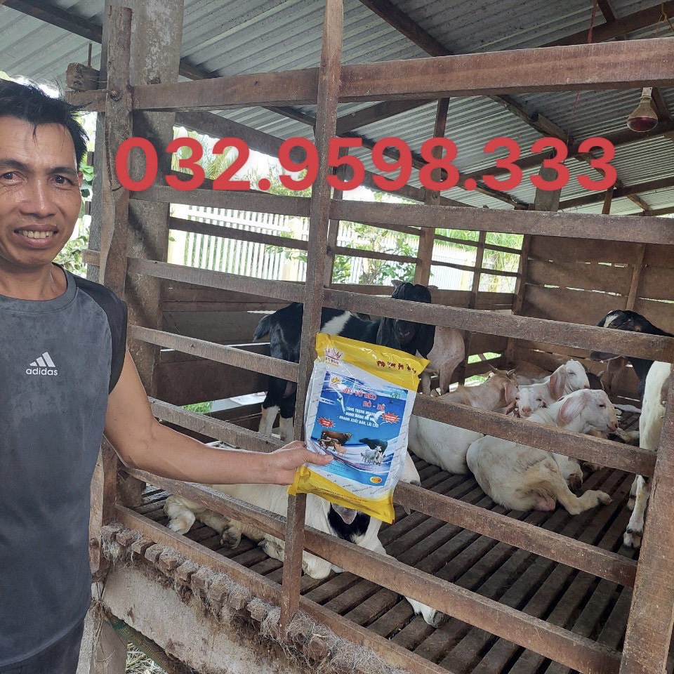 Siêu Vỗ Béo Bò Dê, Hàng Chuẩn Công Ty BigBoss