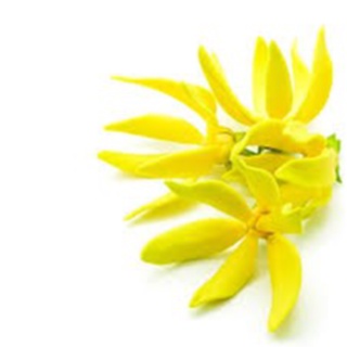 Tinh Dầu Ngọc Lan Tây Hữu Cơ ( Organic Ylang Ylang Essential Oil )