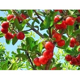 Cây Sơri Ngọt TháiLan cao 120cm