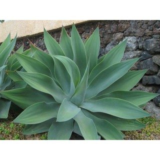 Cây giống dứa cảnh Agave attenuata