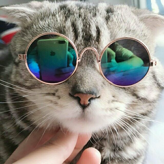 Mắt kính chó mèo