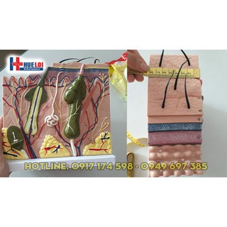 Mô hình giải phẫu cấu tạo các lớp da cơ thể người