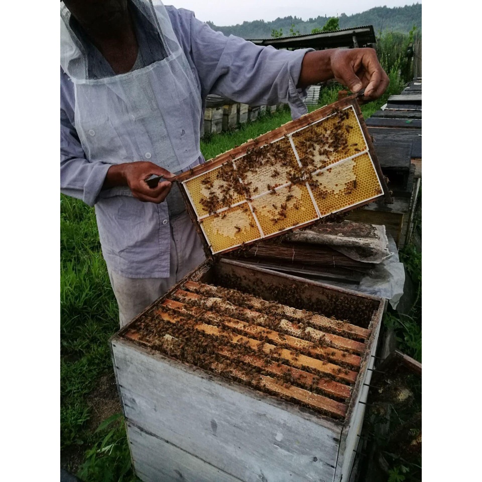 [Bao đổi trả] Mật ong hoa bạc hà 100% tự nhiên - Nông sản sạch Tây Nguyên - Cam kết mật ong nguyên chất