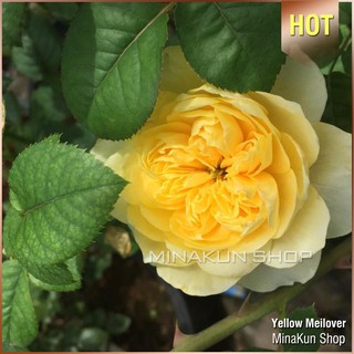 Hoa hồng ngoại Yellow Meilover - Minakun Shop