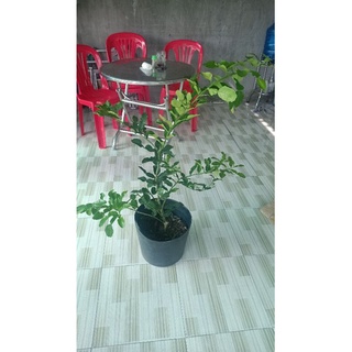 Cây chúc lớn