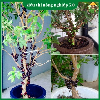 Cây giống nho thân gỗ f1, giống nho thân gỗ tứ quý đại học nông nghiệp, cây nho thân gỗ 12 mùa cao 60cm -80cm