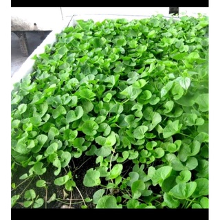 rau má hương 100H