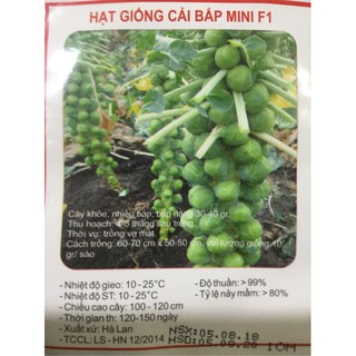 Hạt giống cải bắp mini f1 nhập khẩu- chuyên dụng.